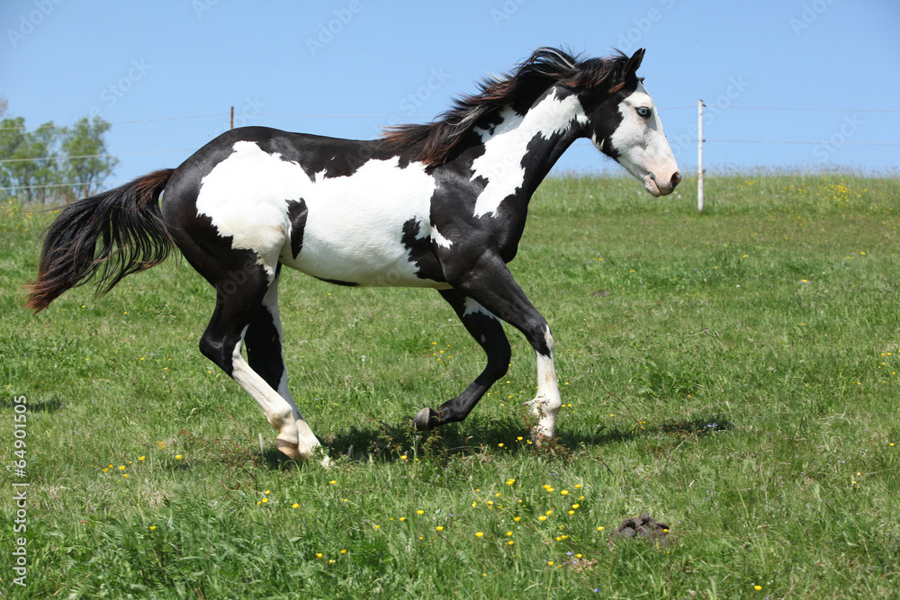 Gorgeous black and white stallion of paint horse running Gorgeous black and white stallion of paint horse running
