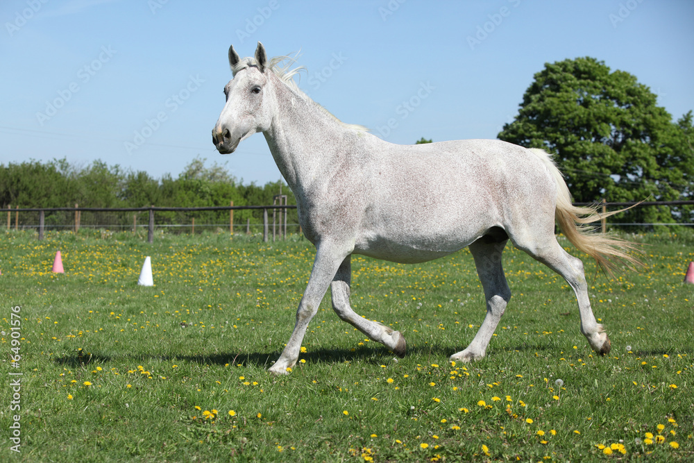 Nice white horse running on spring pasturage