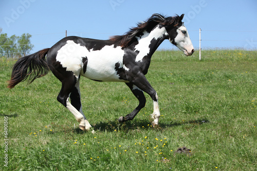 Fototapeta Naklejka Na Ścianę i Meble -  Gorgeous black and white stallion of paint horse running