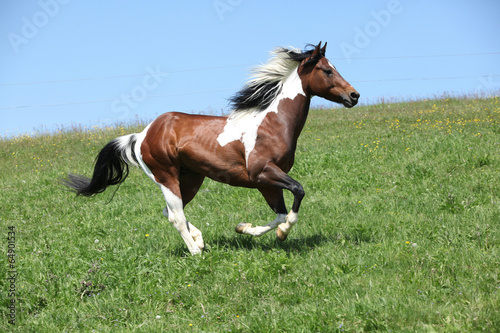 Gorgeous brown and white stallion of paint horse running