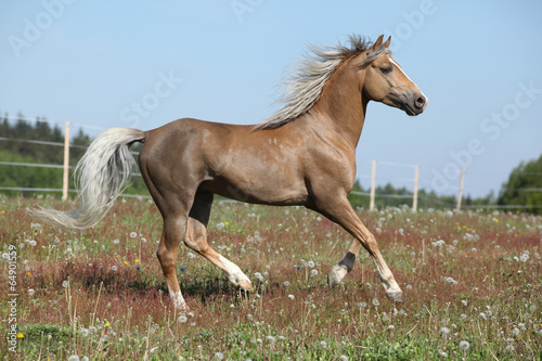 Gorgeous stallion running on spring pasturage