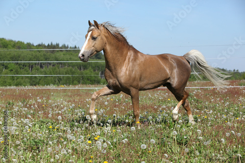 Gorgeous stallion running on spring pasturage