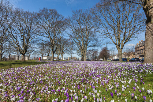 Crocuses on Harrogate Stray