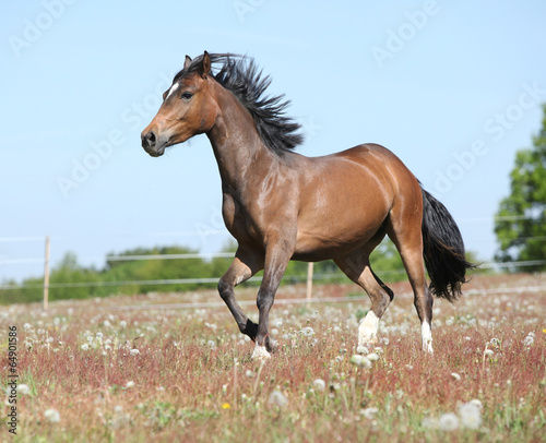 Amazing horse running on spring pasturage