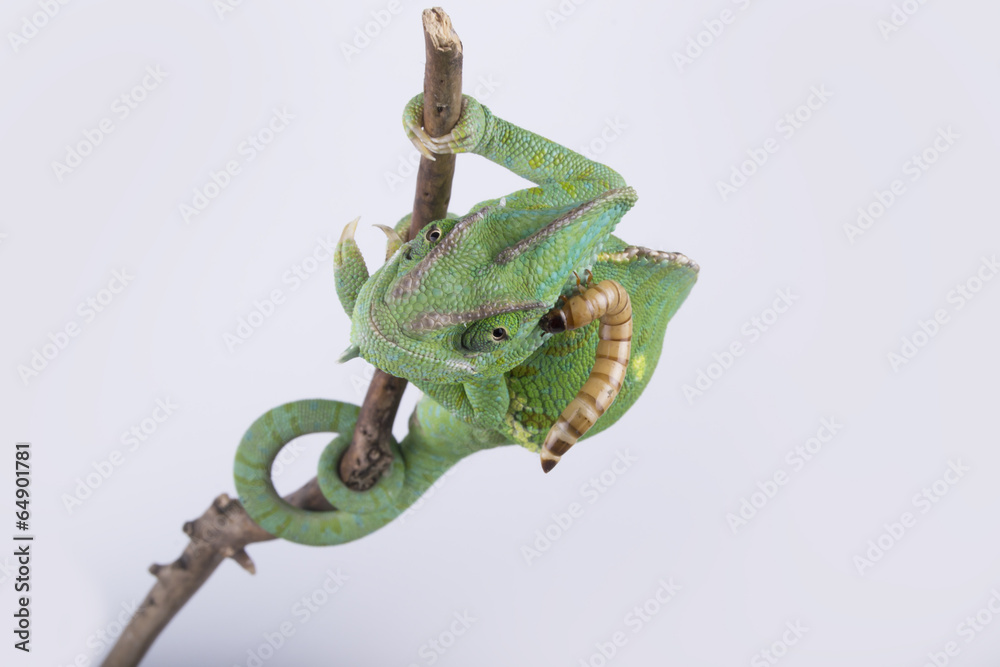 Obraz premium A veiled chameleon with a larva on it's head (beetles insect)