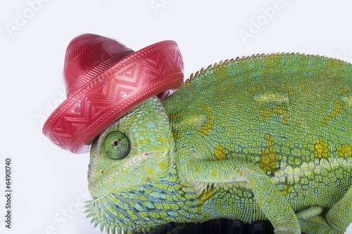 Crazy veiled chameleon with a red mexican hat (sombrero,mexico) photo