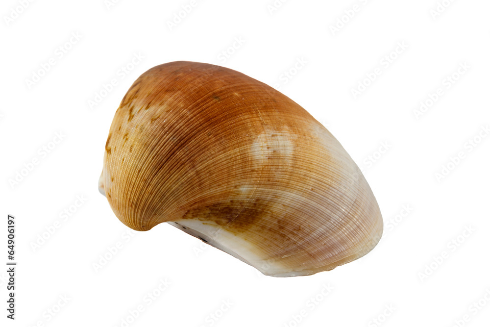 Shell