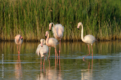 Group of Greater Flamingo standing in a pool af water.
