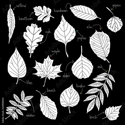 Collection of different kinds of leaves