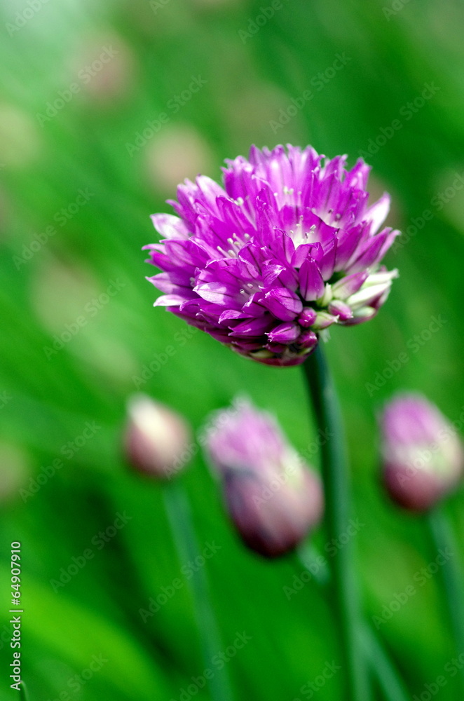 ネギの花