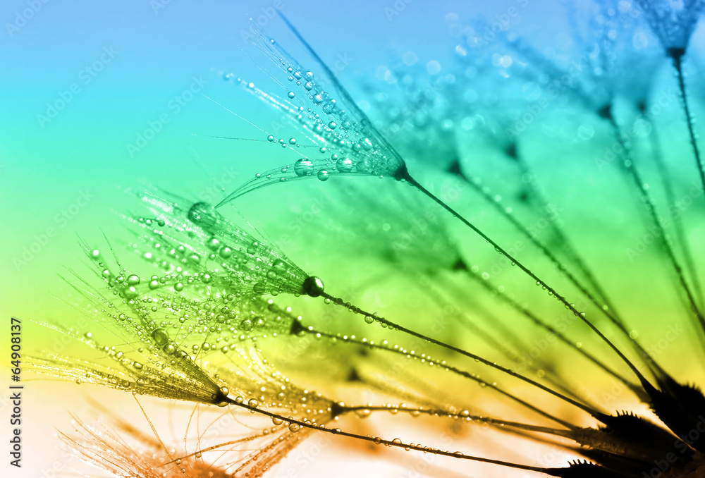 Obraz premium dewy dandelion close up