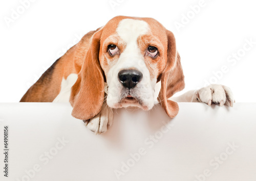 beagle on white background