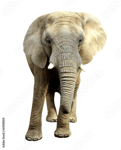 African elephant isolated on white