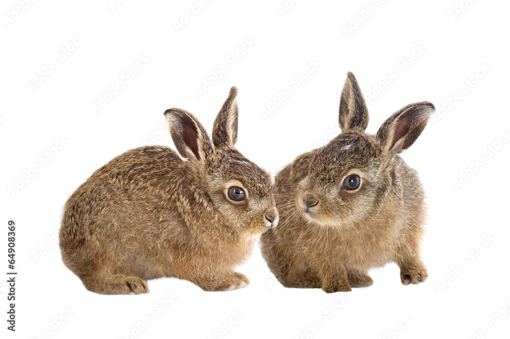 Fototapeta premium zwei junge Feldhasen 3 Wochen alt isoliert