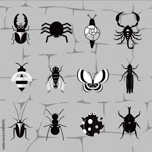 Insect world in black and white tones