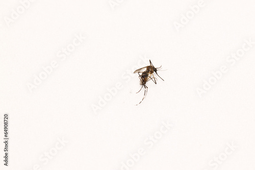 the dead mosquito