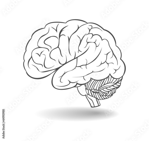 Human brain with shadow. A side view. Vector