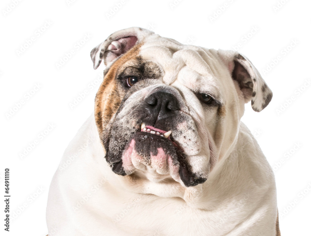 english bulldog