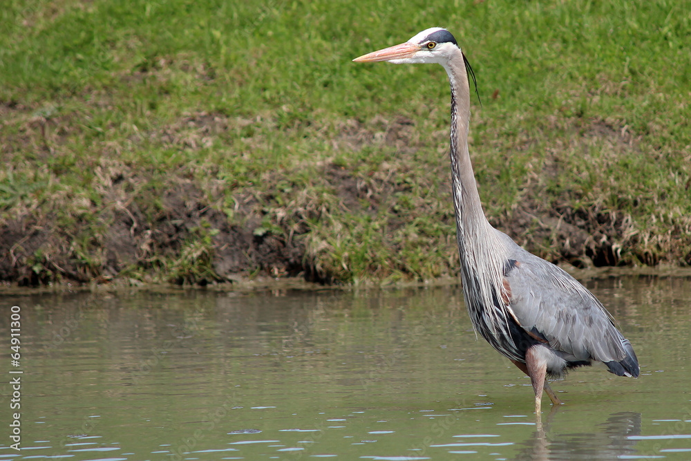 Fototapeta premium Great blue heron in a pond