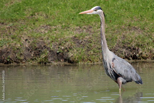 Great blue heron in a pond