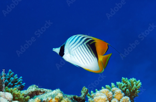 Threadfin butterflyfish in the Red Sea, Egypt.