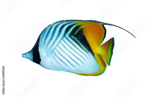 Threadfin butterflyfish isolated on white background.