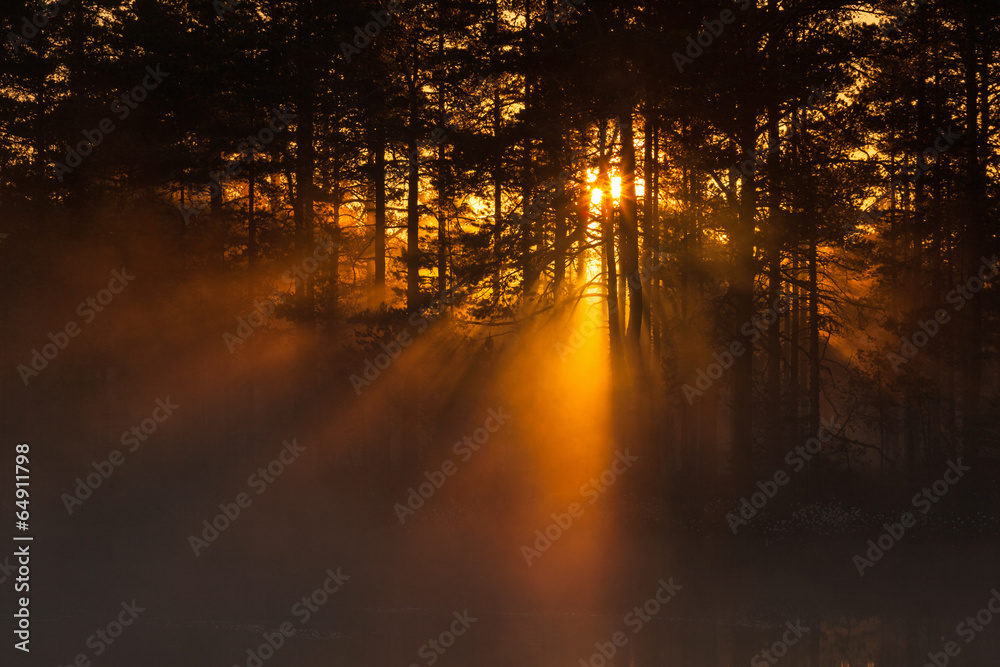 Sunbeams through the forest at sunrise - obrazy, fototapety, plakaty 