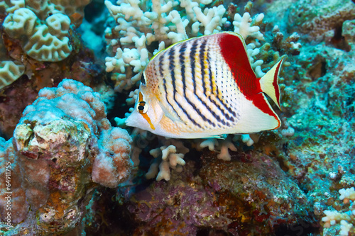 Eritrean butterflyfish in the Red Sea  Egypt.