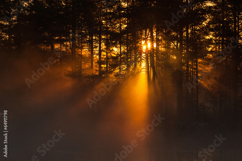 Canvas Print Sunbeams through the forest at sunrise