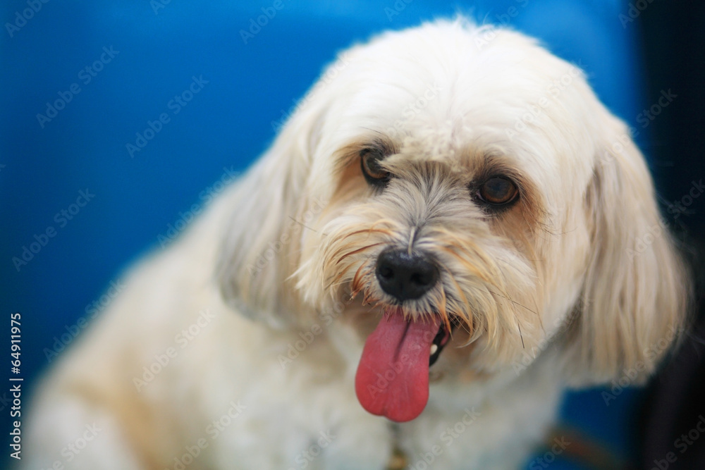 Portrait of Shih Tzu dog