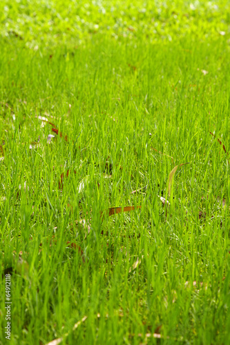 many thai green grass in moring light © seksanwangjaisuk