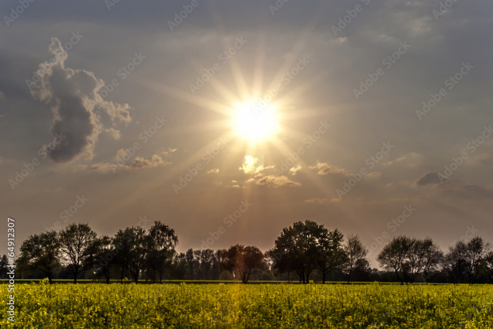 Obraz premium Sunset on rapeseed