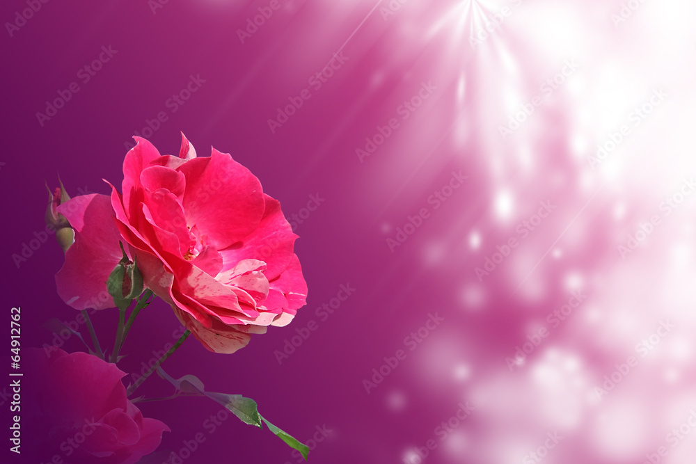 Naklejka premium r'ose sur fond pourpre