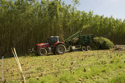 Fototapeta Exploitation taillis de saules à courte rotation