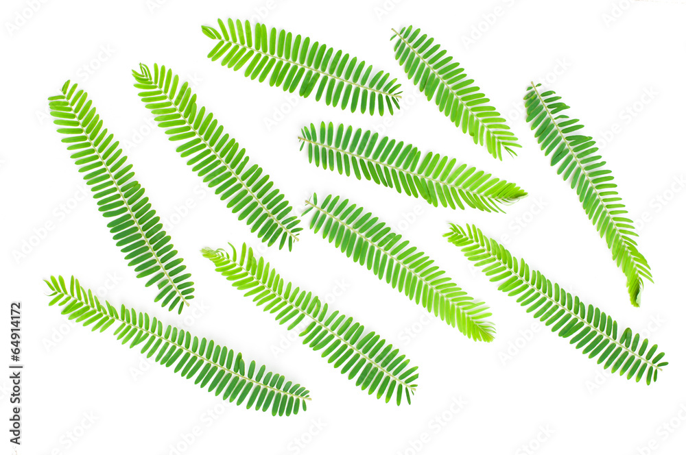 Emblic myrablan, Malacca tree (Phyllanthus emblica L.) leaf Emblic myrablan, Malacca tree (Phyllanthus emblica L.) leaf