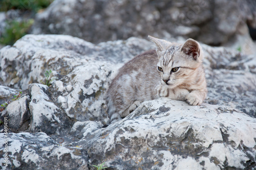 Grey kitten