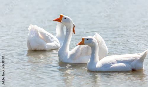 white gooses swimming on river