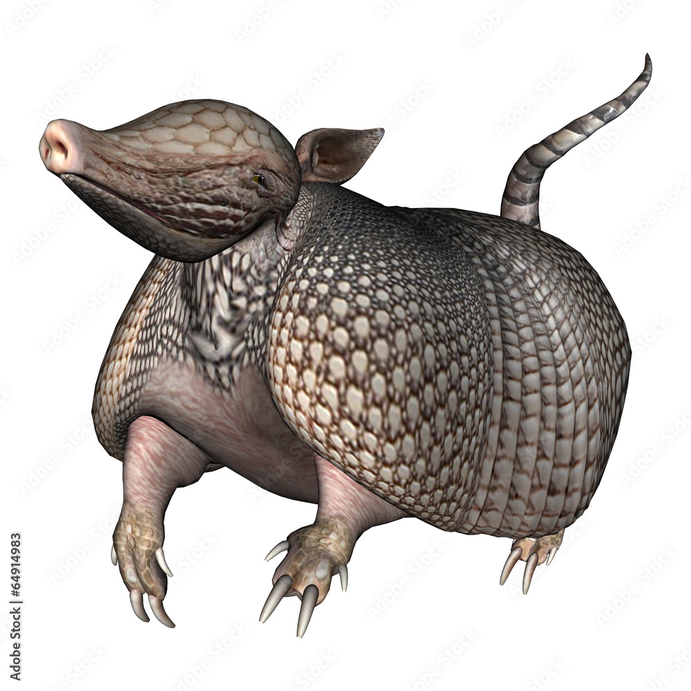 Fototapeta premium Armadillo