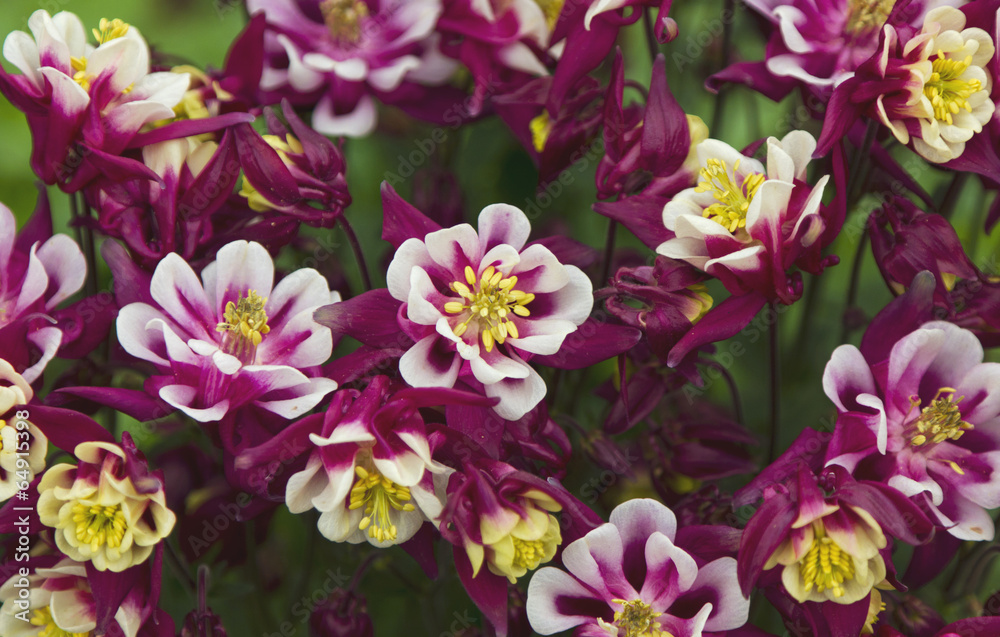 Spring flowers