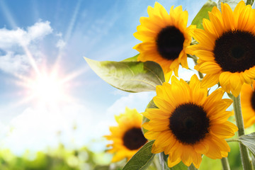 Wandcirkels Zonnebloem Zonnebloemenveld op zomerse dag  © powerstock