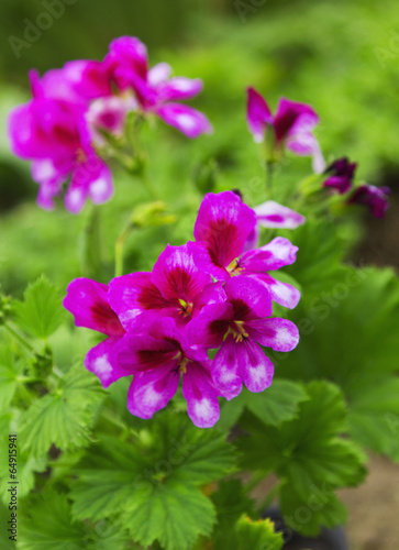 Fototapeta Naklejka Na Ścianę i Meble -  Beautiful Geranium flower