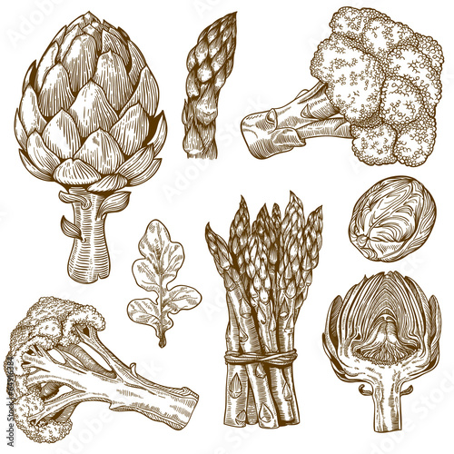 engraving illustration of green vegetables