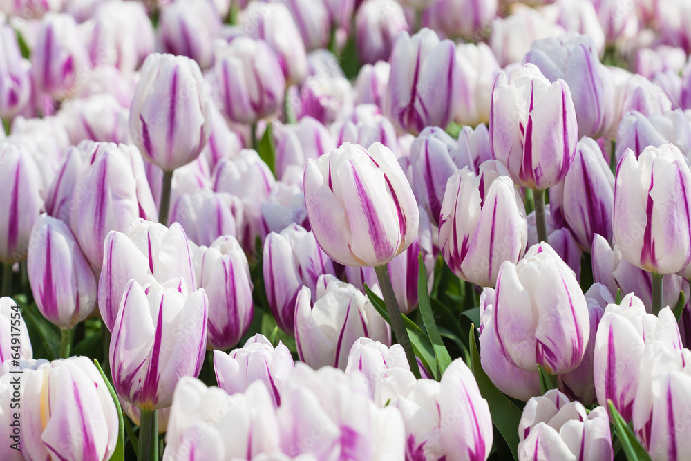 Fototapeta premium white blooming tulips in the spring garden