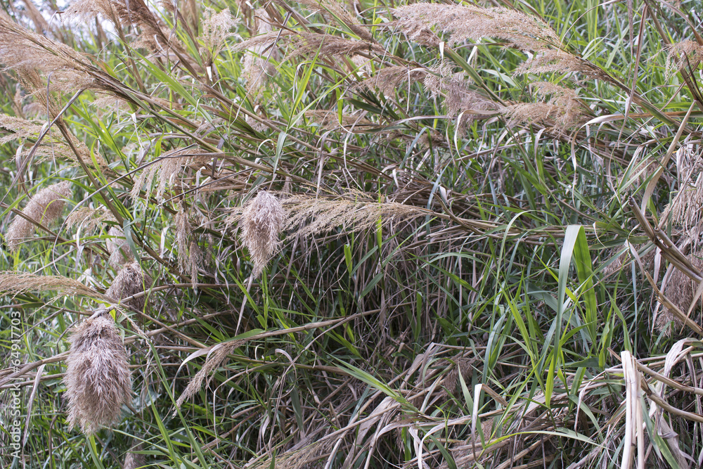 Giant canes on weeds background Giant canes on weeds background