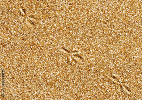 Bird traces on the sand