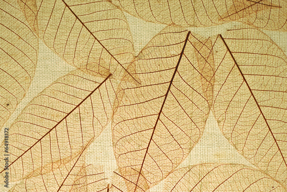 Obraz premium Skeleton Leaves