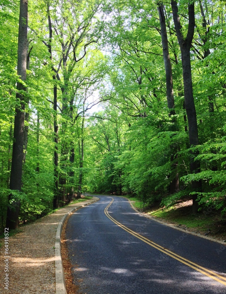 Naklejka premium Straße im Wald
