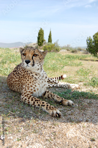 Cheetah Resting in a Shadow
