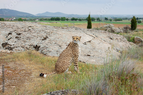 Cheetah Sitting in Grass