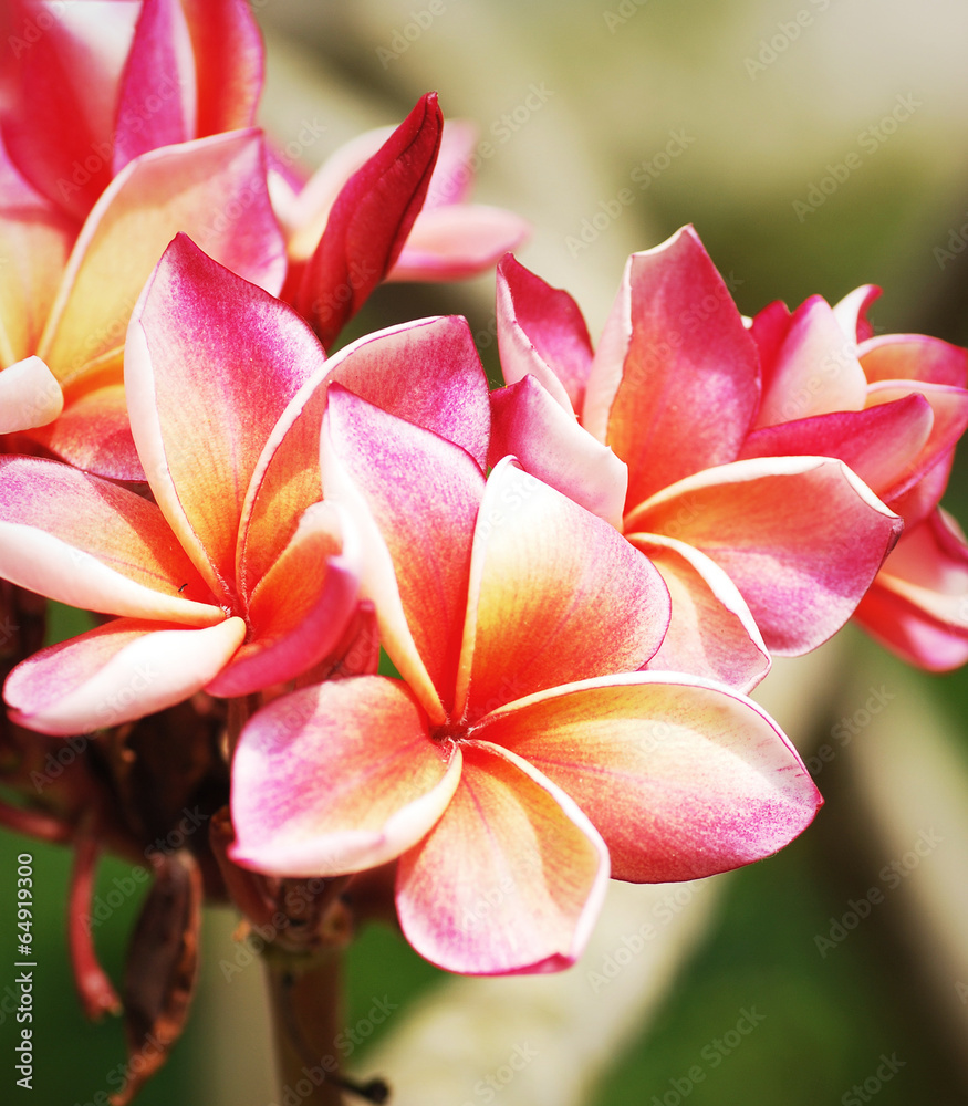 Fototapeta premium Pink frangipani flowers